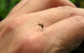 dengue