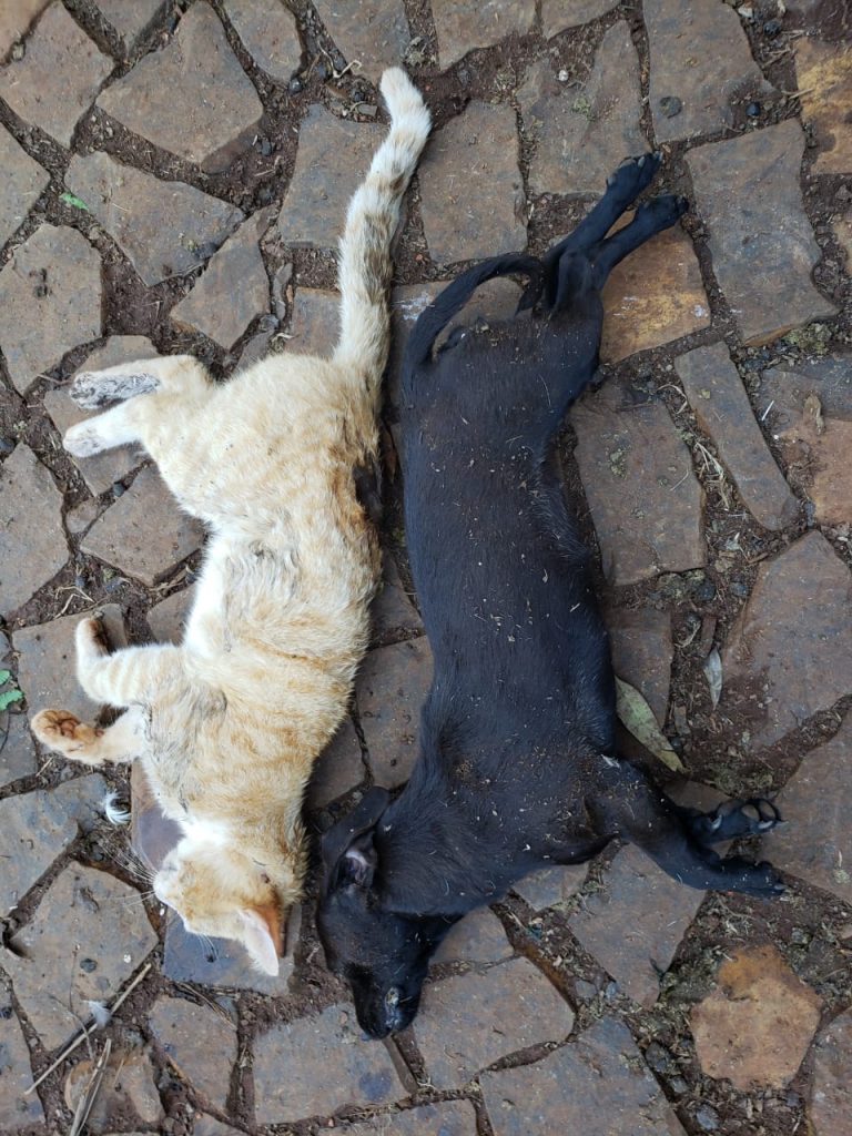 Casos de envenenamento de animais revolta moradores