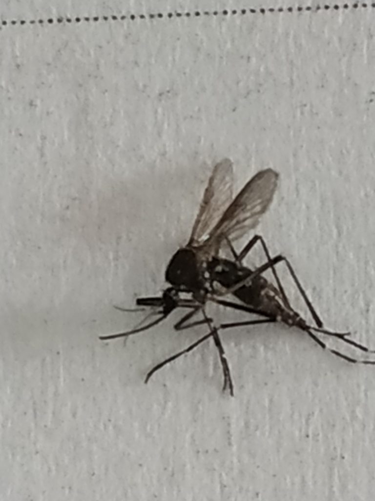 Boletim Epidemiológico Quedas do Iguaçu Dengue (23/05/2022)
