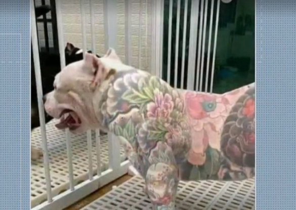 Agora é Lei Tatuagem e Piercings em animais são proibidos no Paraná