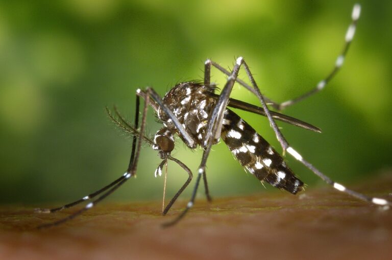 Dengue em crianças: saiba como prevenir e identificar a doença