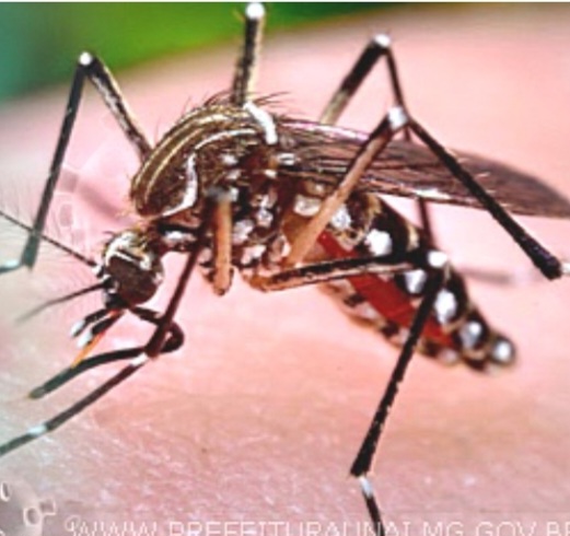 Dengue Boletim Epidemiológico registra mais de 700 casos